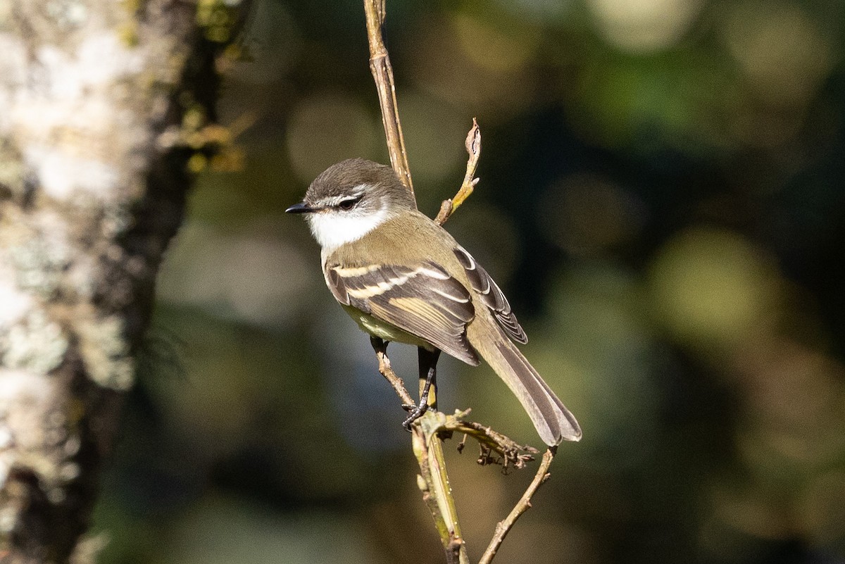 White-throated Tyrannulet - ML624108613