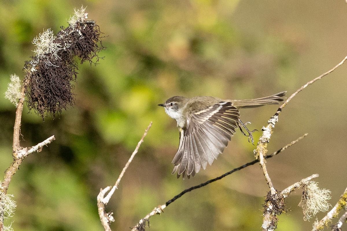 White-throated Tyrannulet - ML624108614