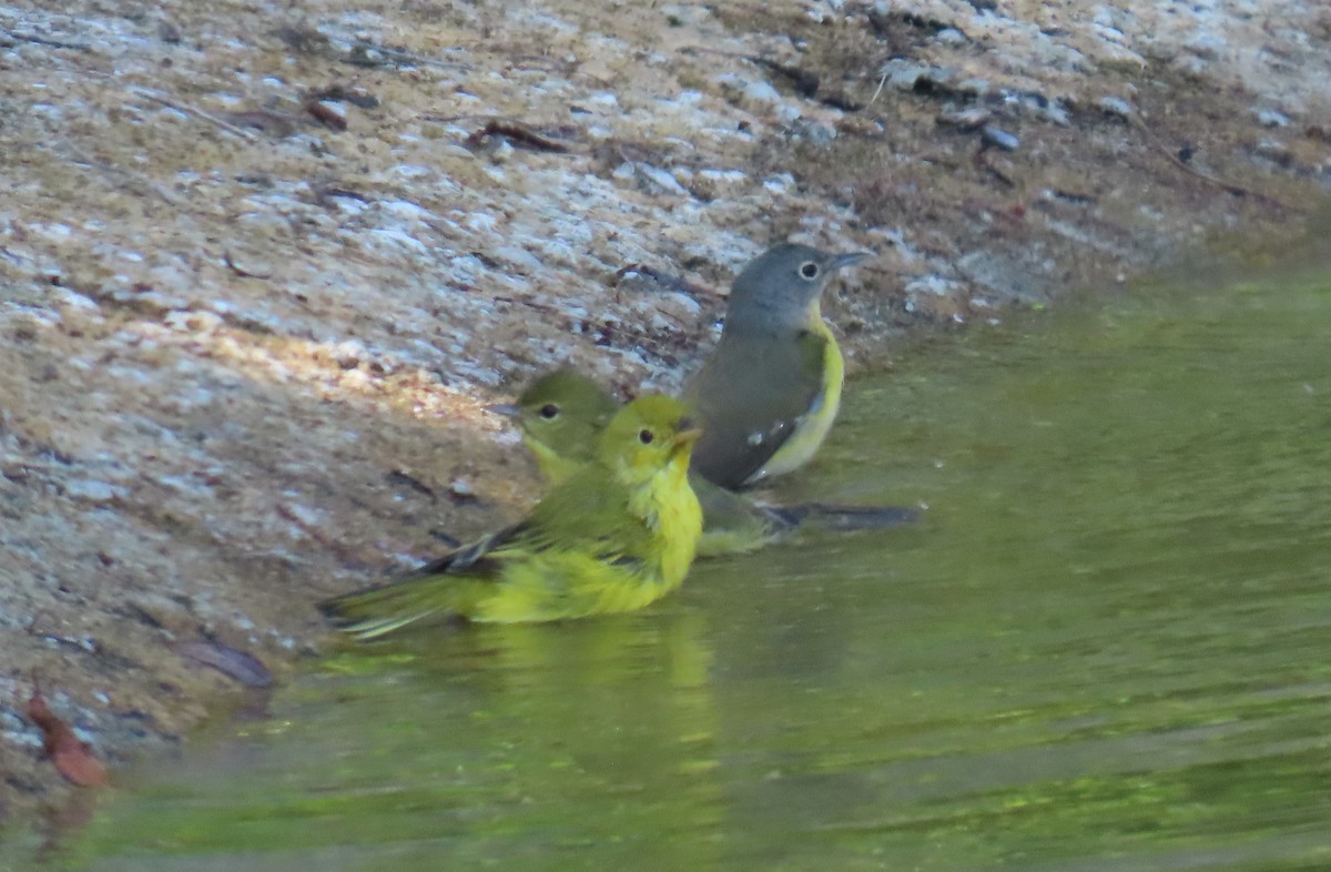 Nashville Warbler - ML624108633