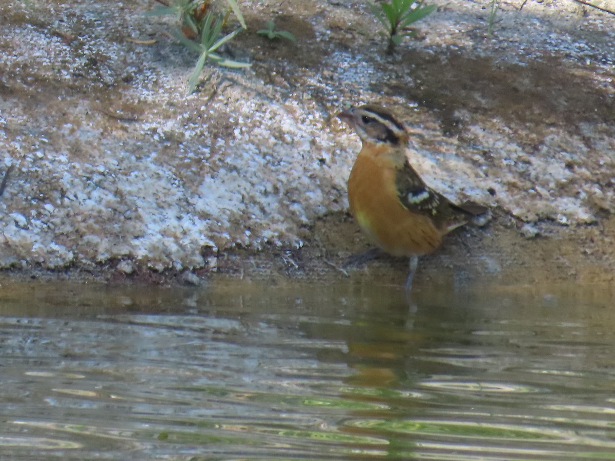 Black-headed Grosbeak - ML624108635