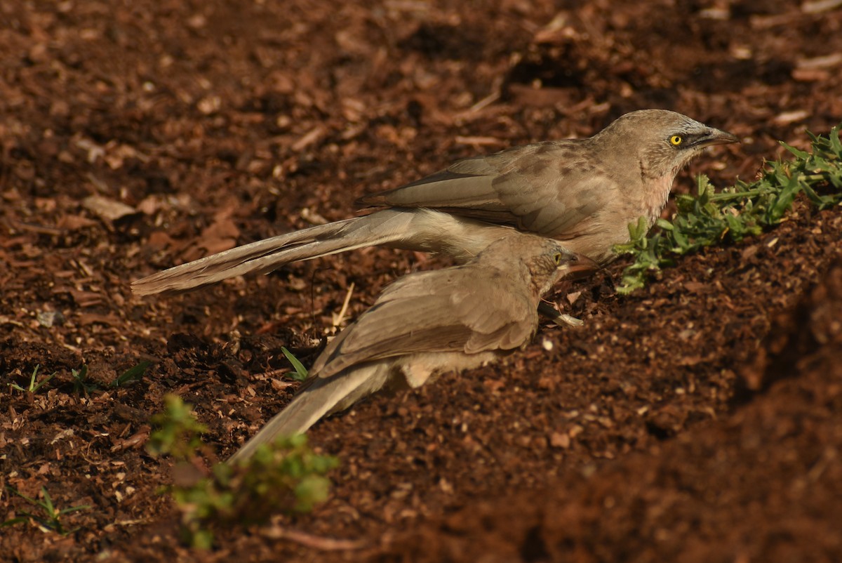 Large Gray Babbler - ML624108639