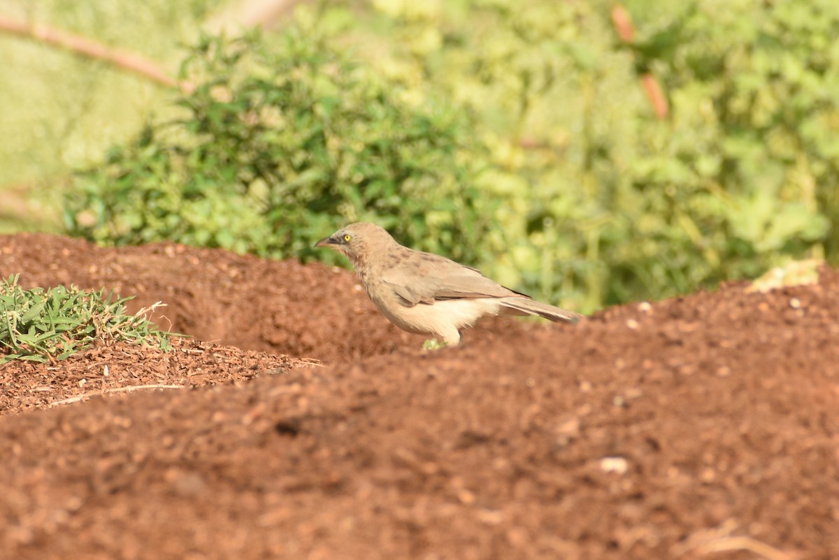 Large Gray Babbler - ML624108640