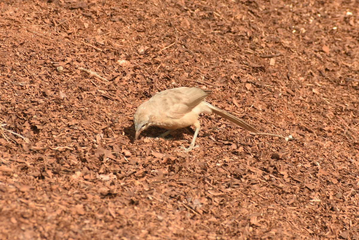 Large Gray Babbler - ML624108641