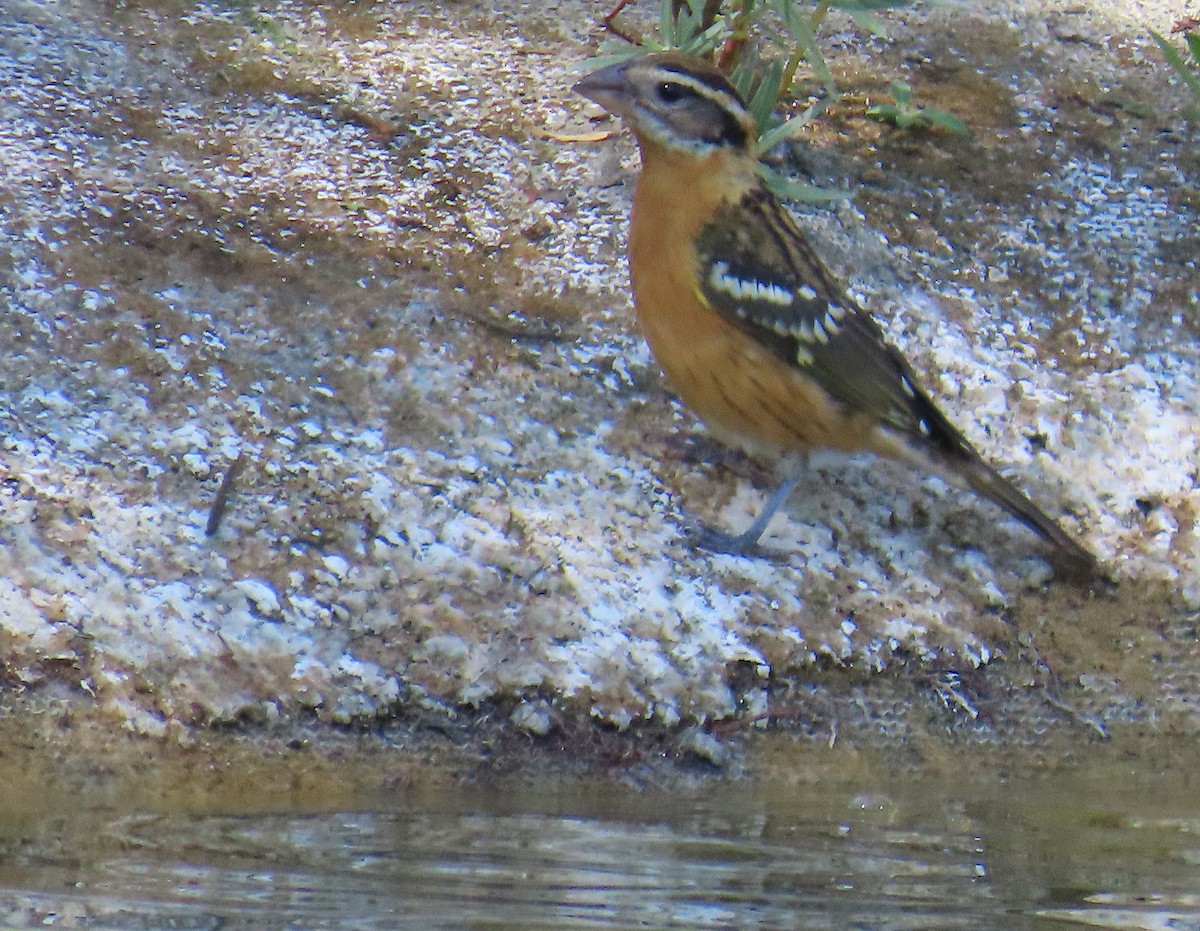 Black-headed Grosbeak - ML624108643