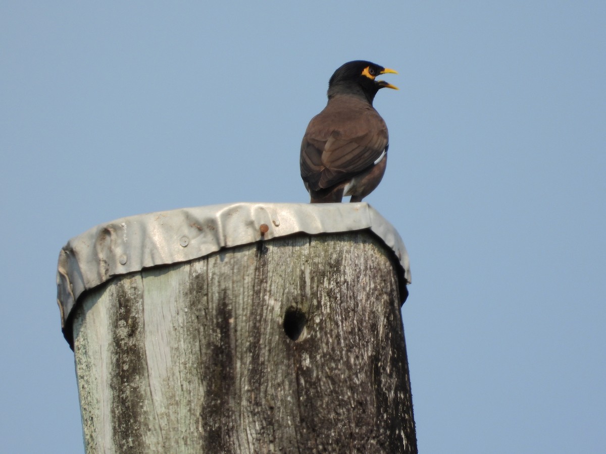 Common Myna - ML624108645