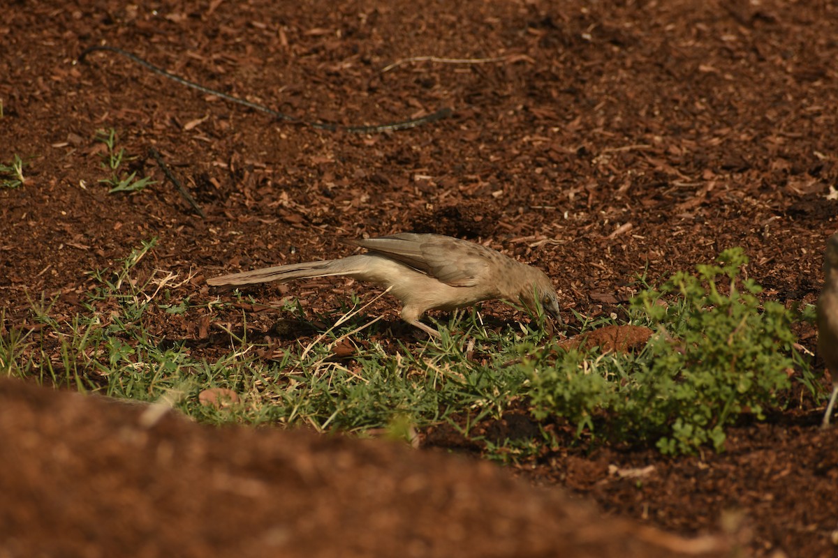 Large Gray Babbler - ML624108647