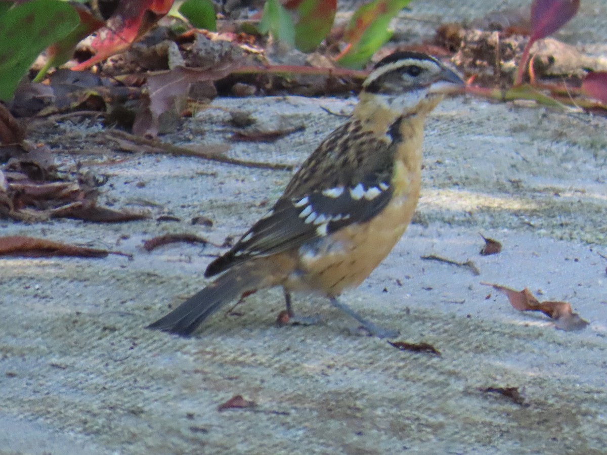 Black-headed Grosbeak - ML624108651