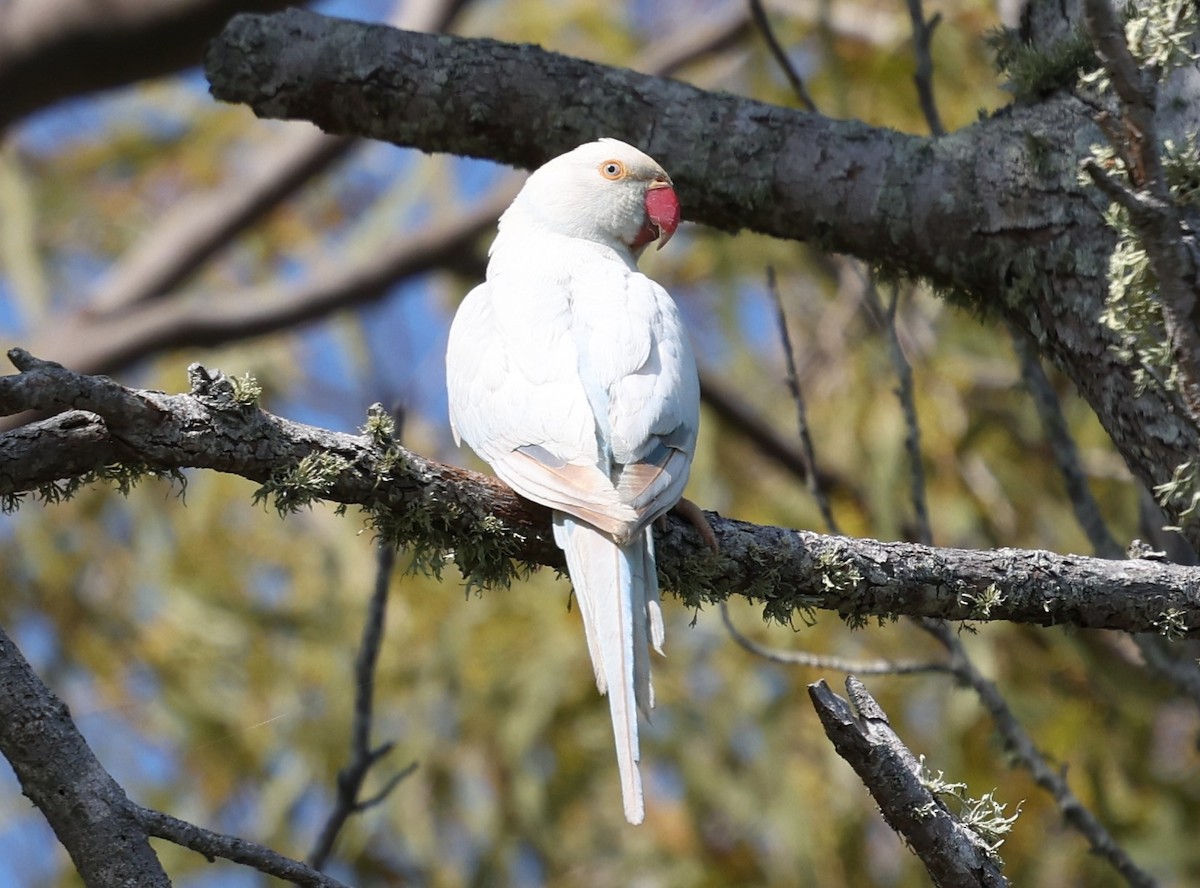 Rose-ringed Parakeet - ML624108656