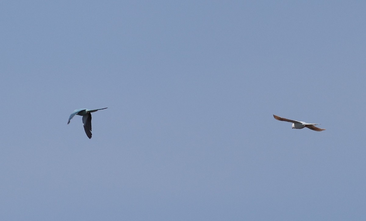 Rose-ringed Parakeet - ML624108658