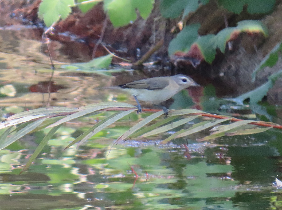 Warbling Vireo - ML624108690