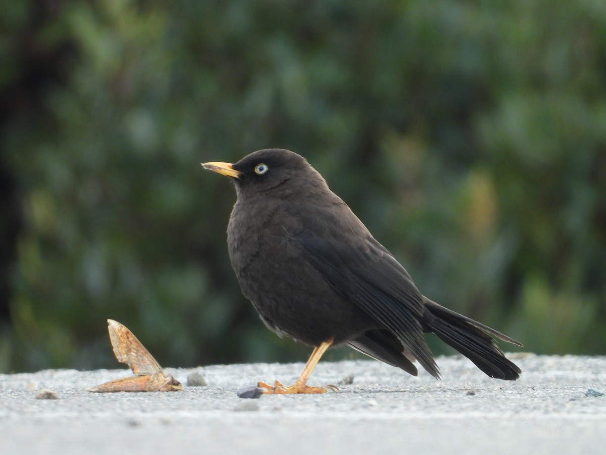 Sooty Thrush - ML624108693