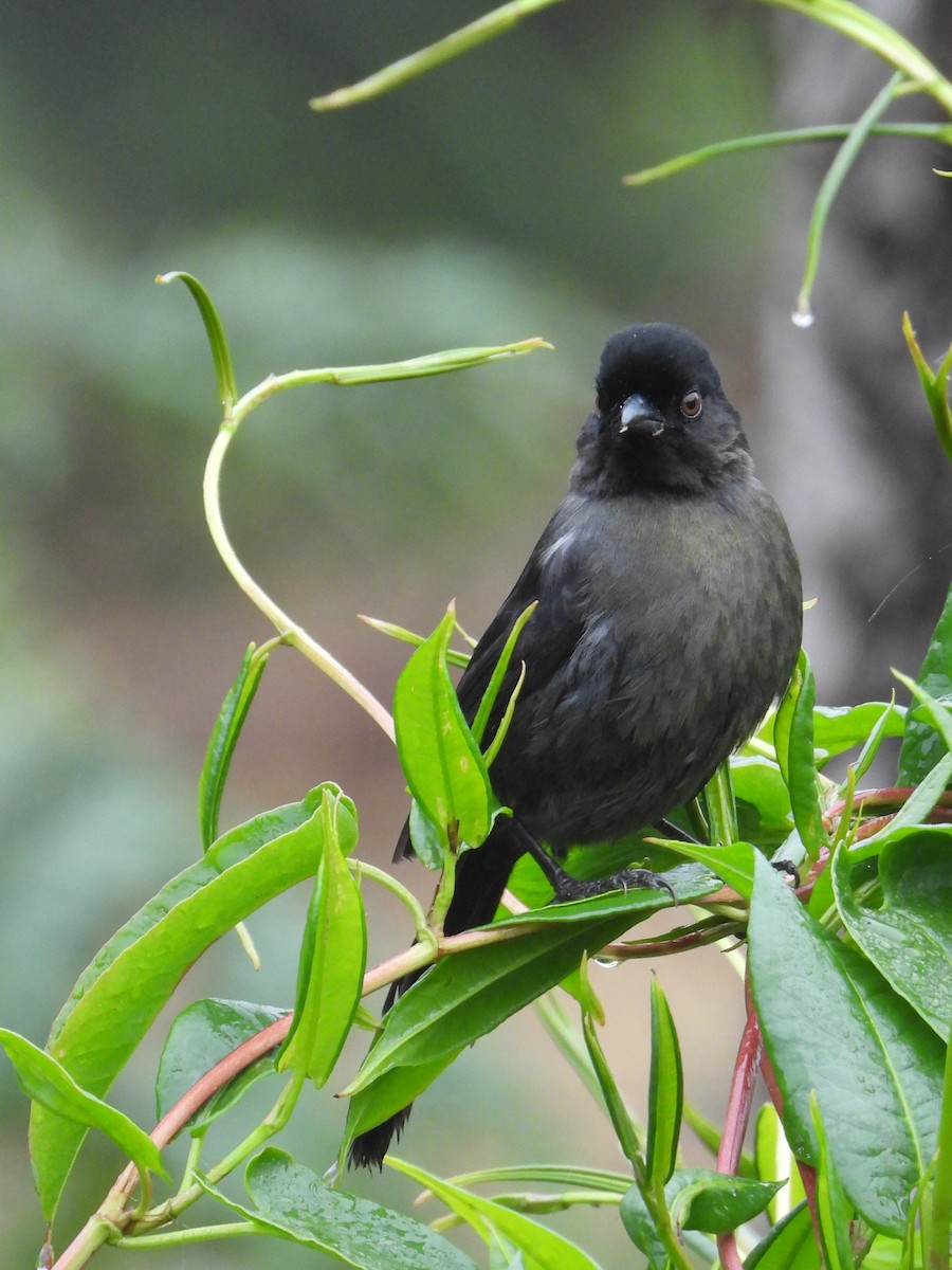 Yellow-thighed Brushfinch - ML624108695