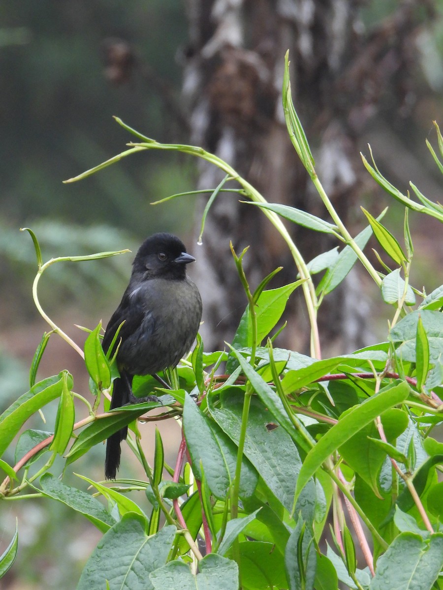 Yellow-thighed Brushfinch - ML624108696