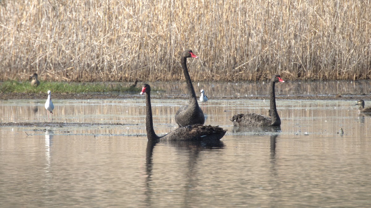 Black Swan - ML624108701