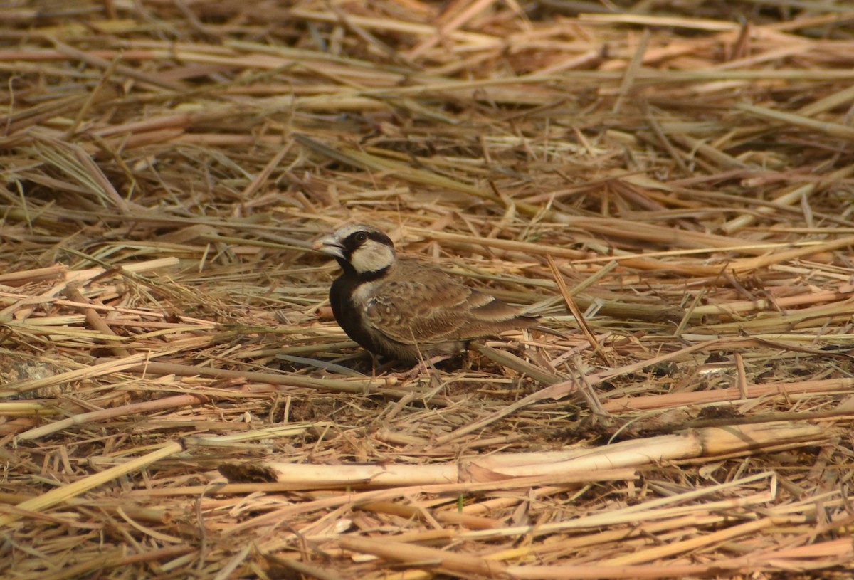 Ashy-crowned Sparrow-Lark - ML624108705