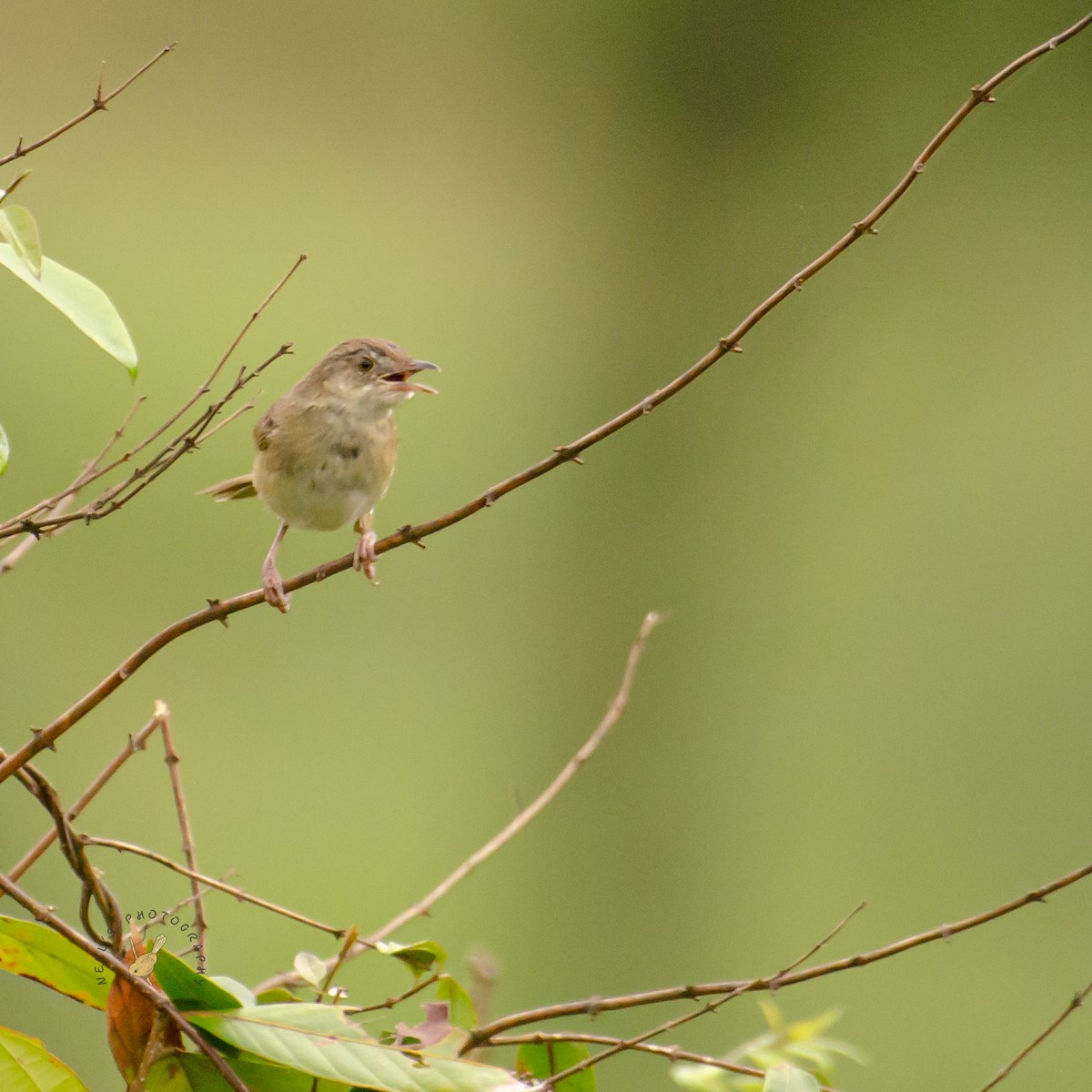 Himalayan Prinia - ML624108709