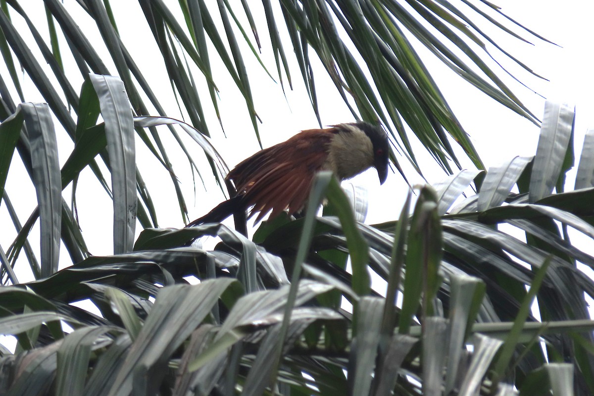 Senegal Coucal - ML624108713