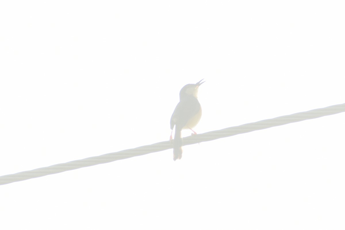 Ashy Prinia - ML624108720