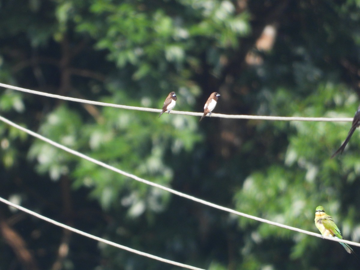 White-rumped Munia - ML624108721