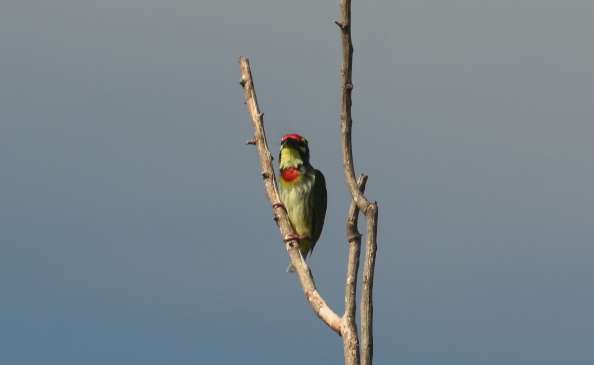 barbet zvučnohlasý - ML624108722