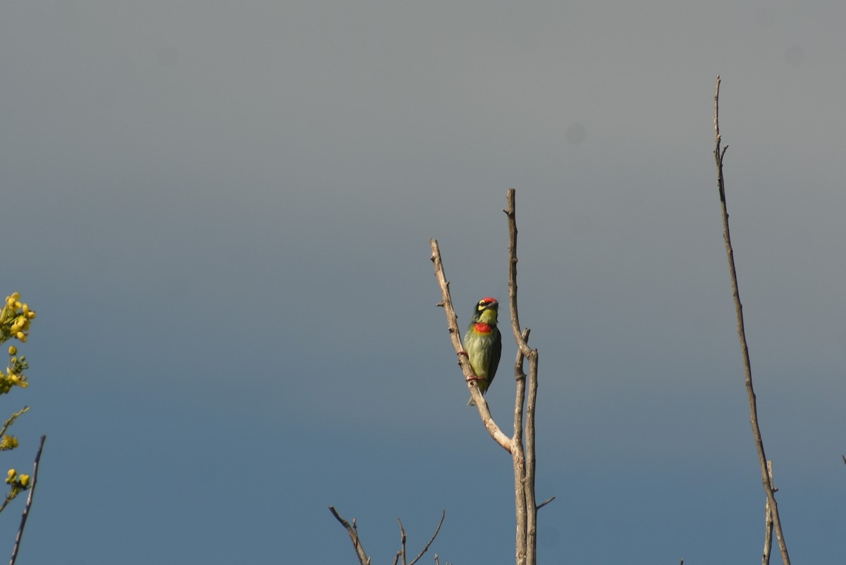 Coppersmith Barbet - Angeline Mano M