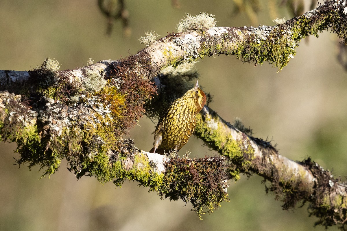 Pearled Treerunner - ML624108724