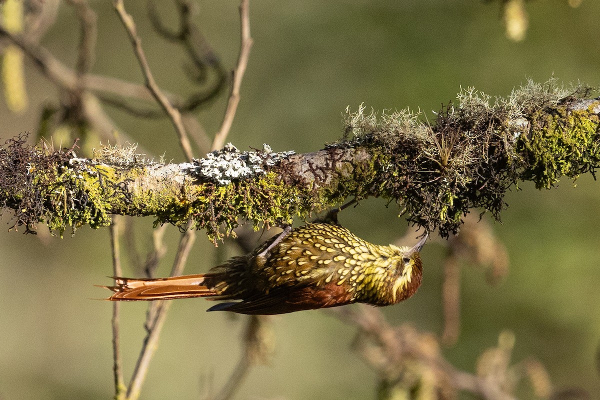 Pearled Treerunner - ML624108725