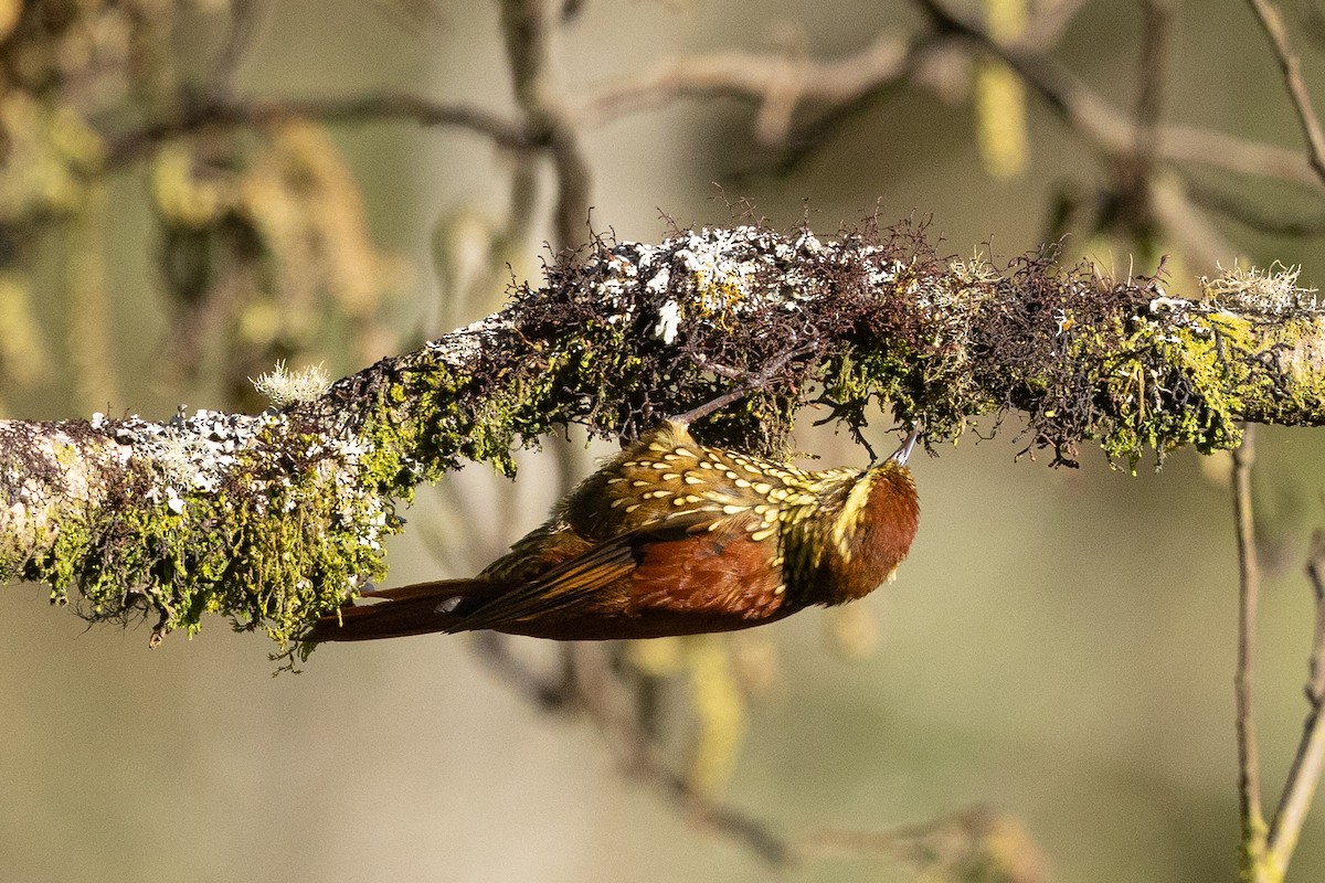 Pearled Treerunner - ML624108726