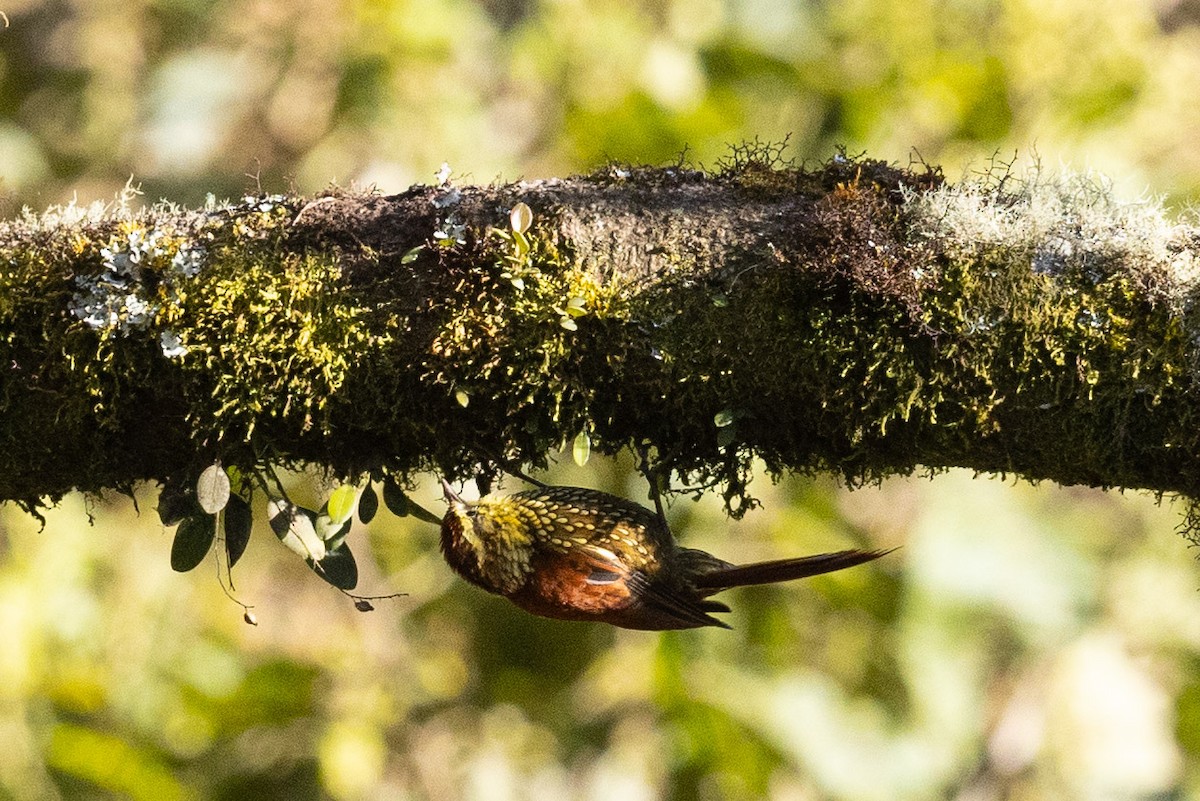 Pearled Treerunner - Eric VanderWerf