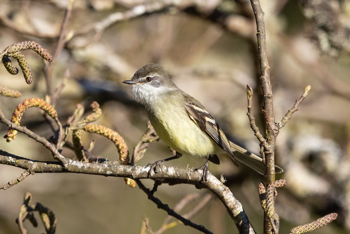 White-throated Tyrannulet - ML624108740