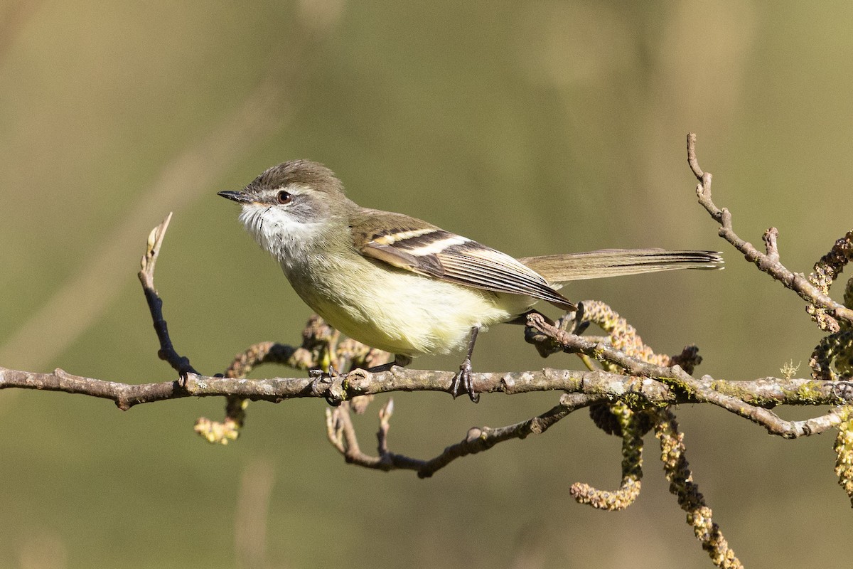 White-throated Tyrannulet - ML624108741