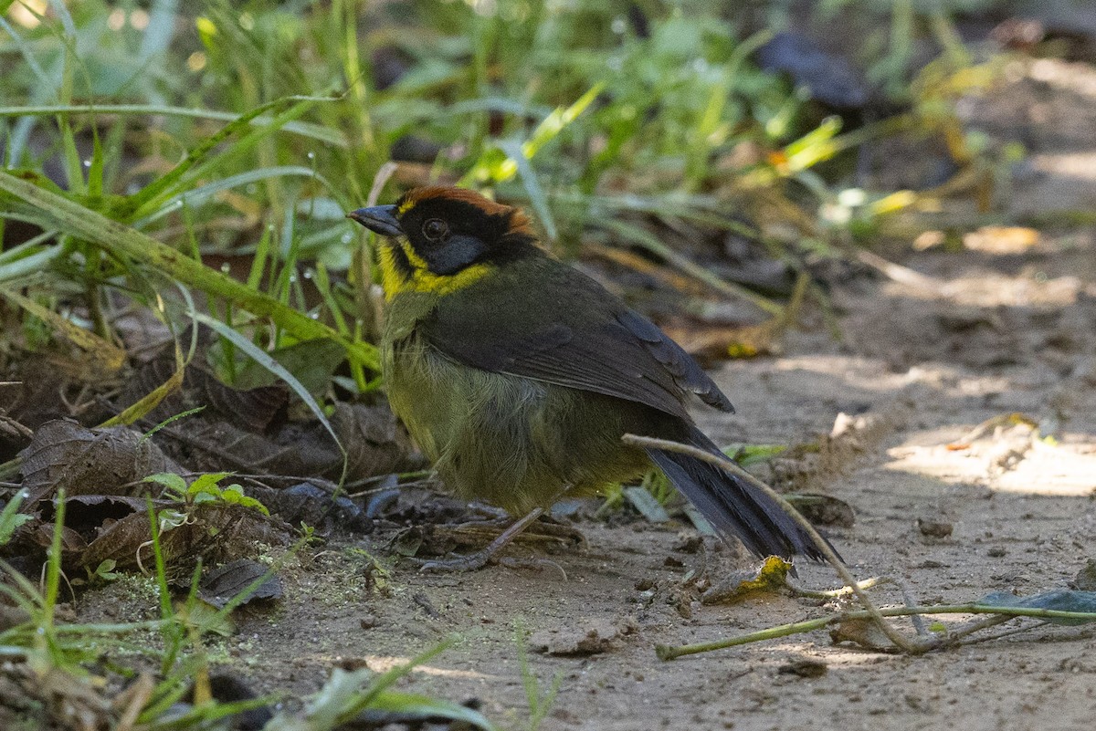 Bolivian Brushfinch - ML624108749