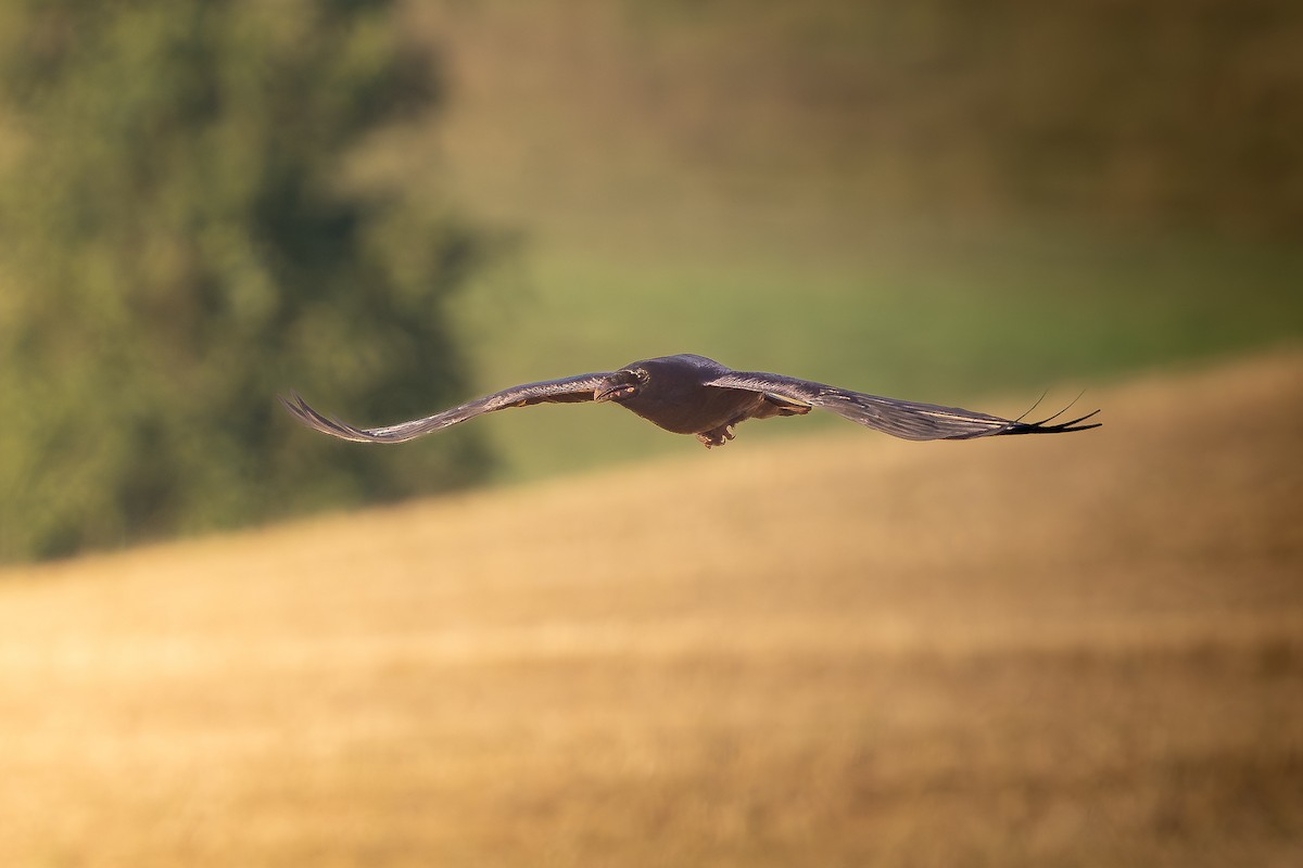 Common Raven - Krzysztof Nigot