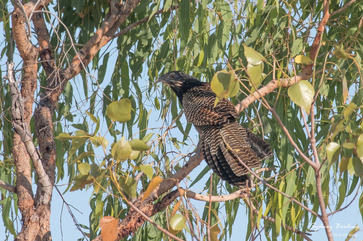 Pheasant Coucal - ML624108793