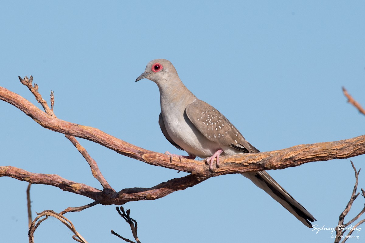 Diamond Dove - Chris Rehberg  | Sydney Birding