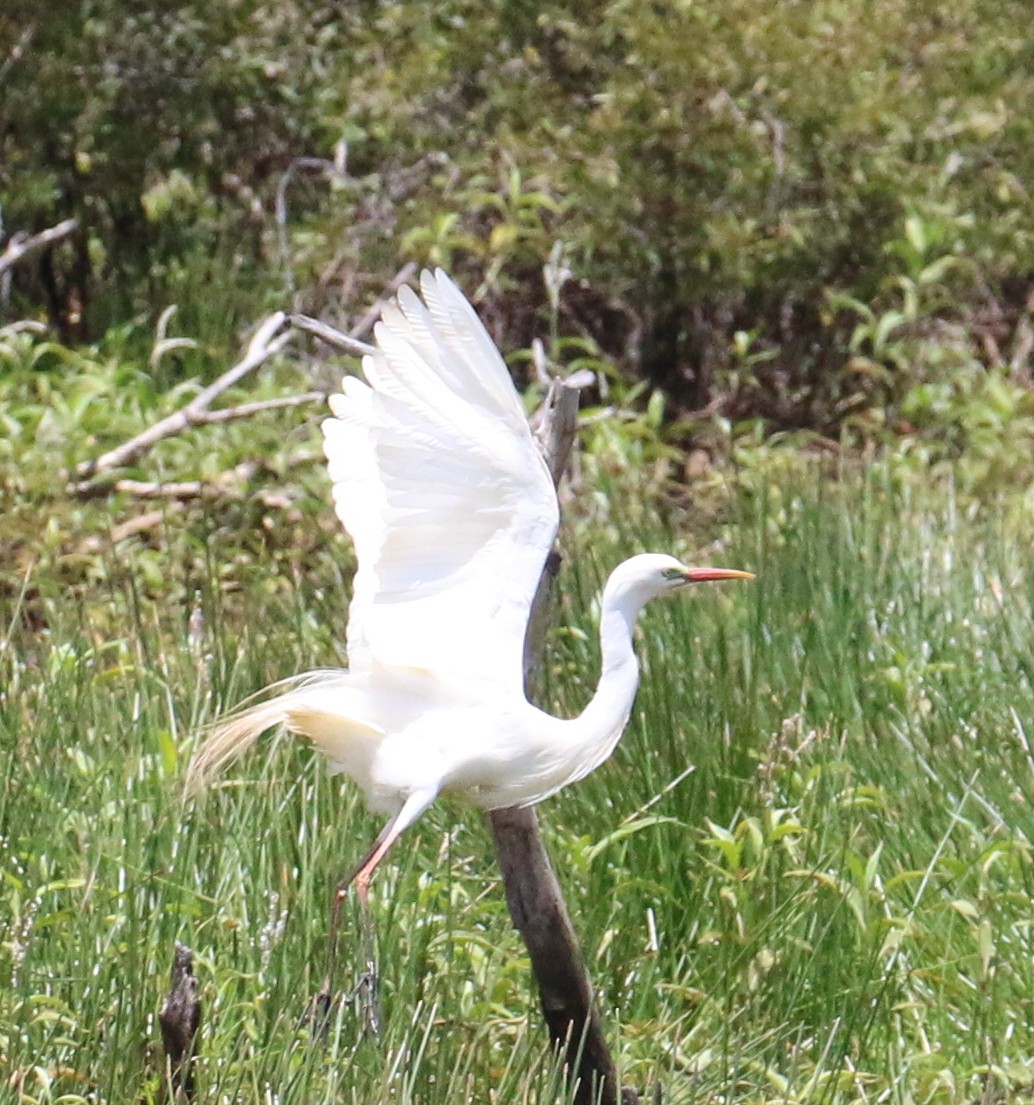 Plumed Egret - ML624108800