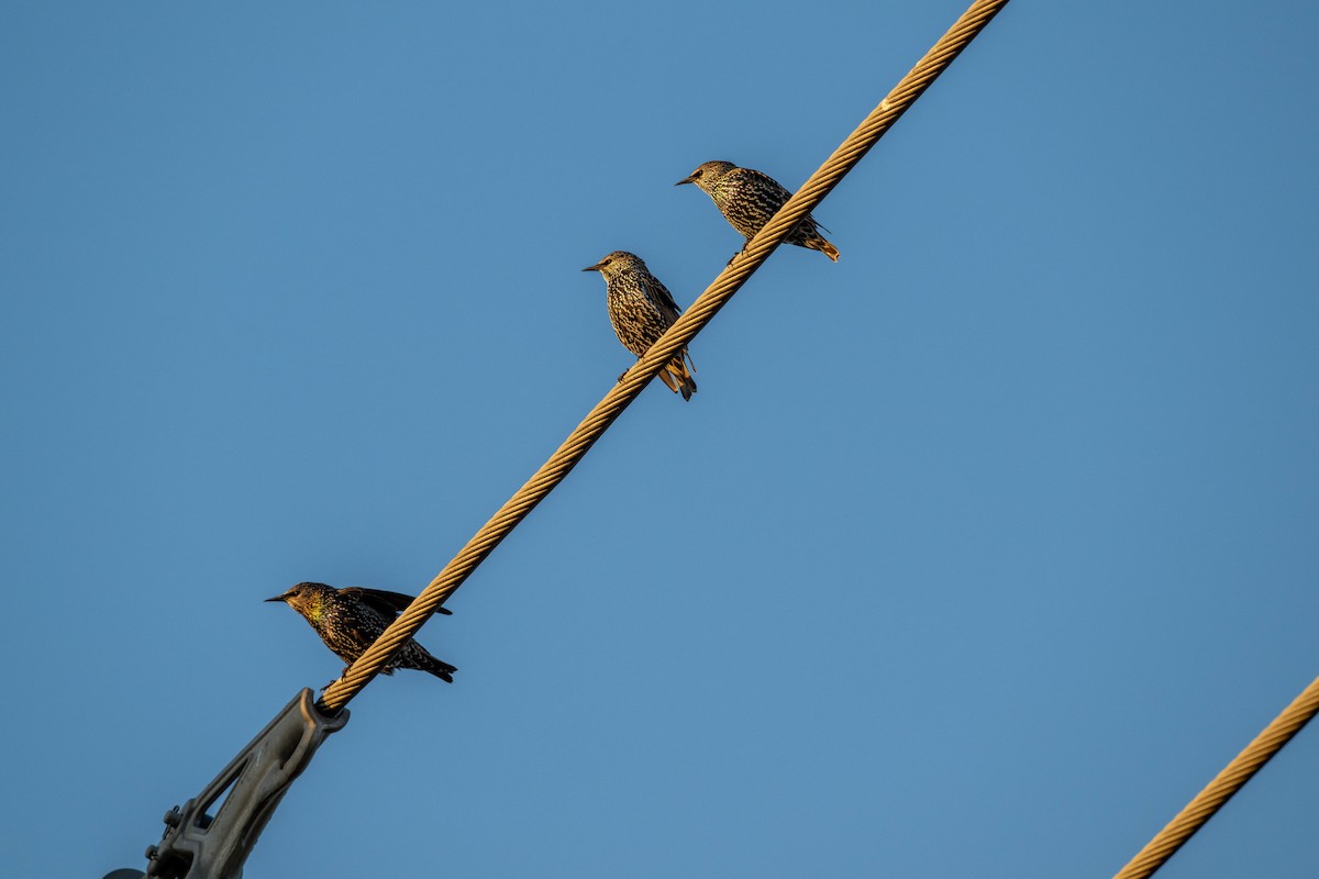 European Starling - ML624108801