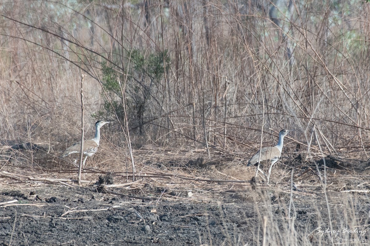 Australian Bustard - Chris Rehberg  | Sydney Birding