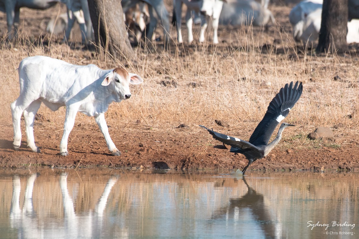 Garza Cuelliblanca - ML624108806