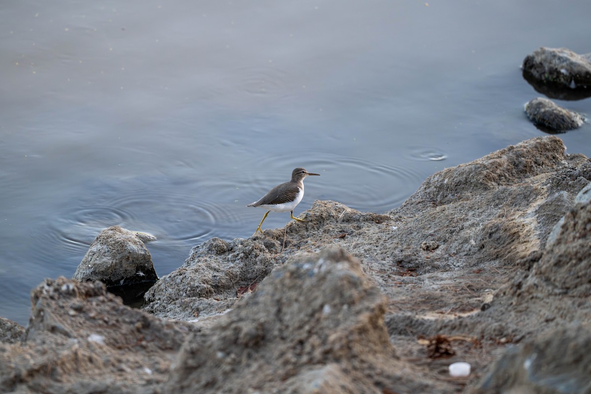 Spotted Sandpiper - ML624108809