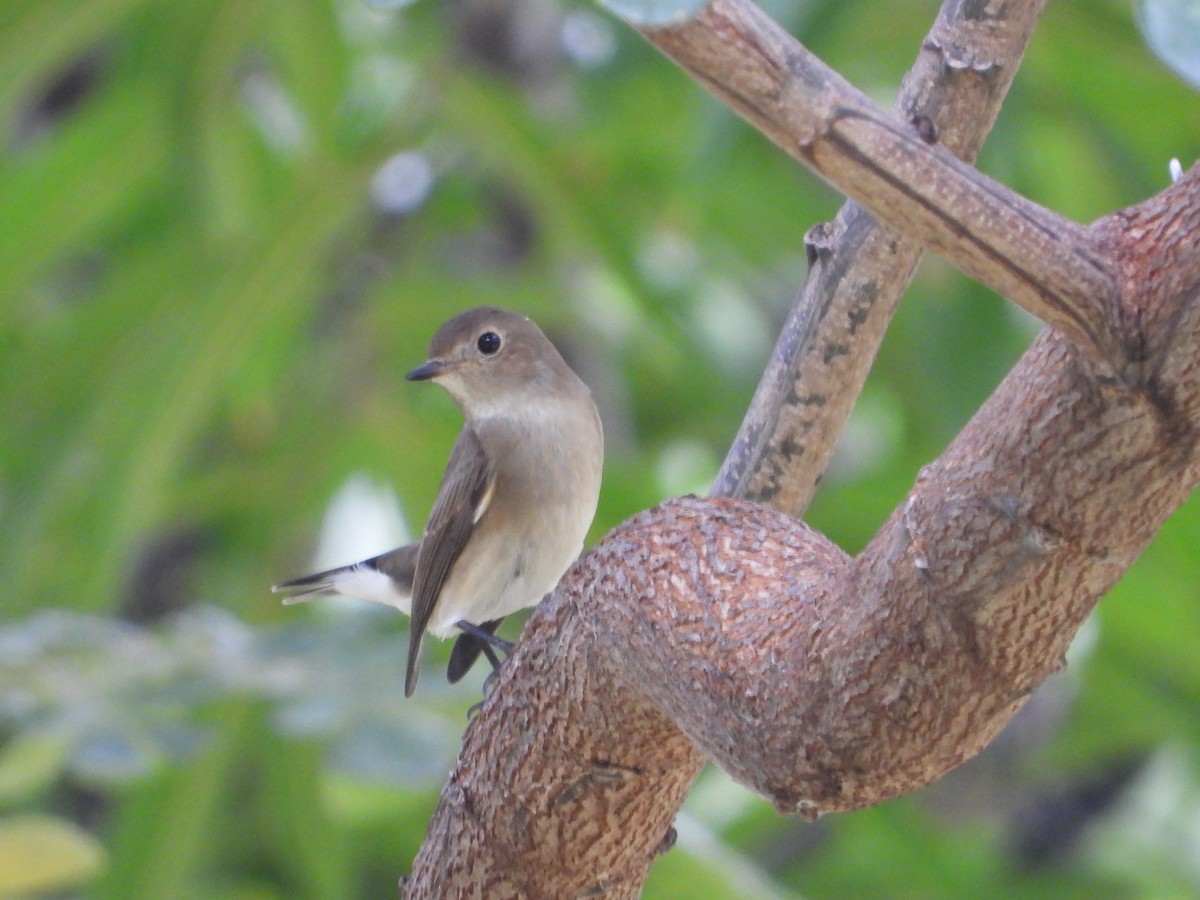 Taiga Flycatcher - ML624108846