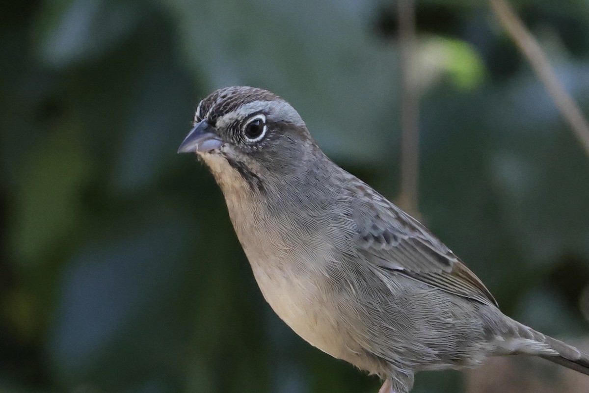 Rufous-crowned Sparrow - ML624108870