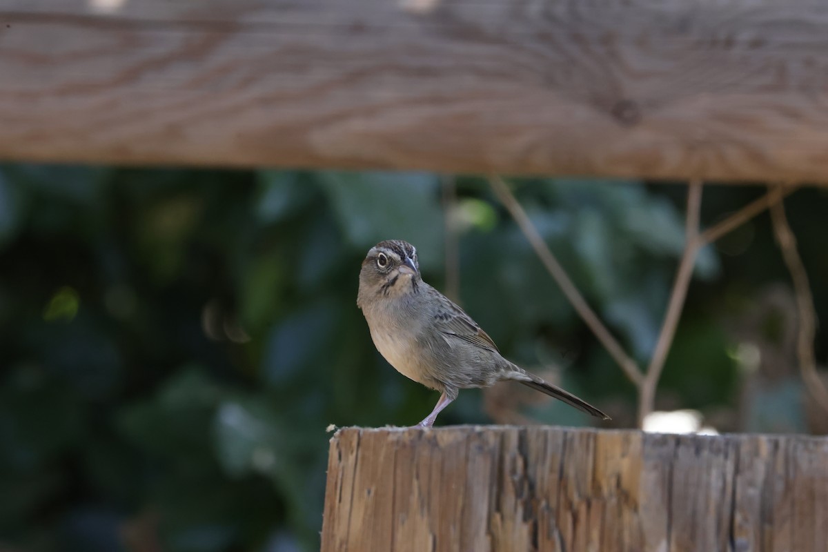 Rufous-crowned Sparrow - ML624108872