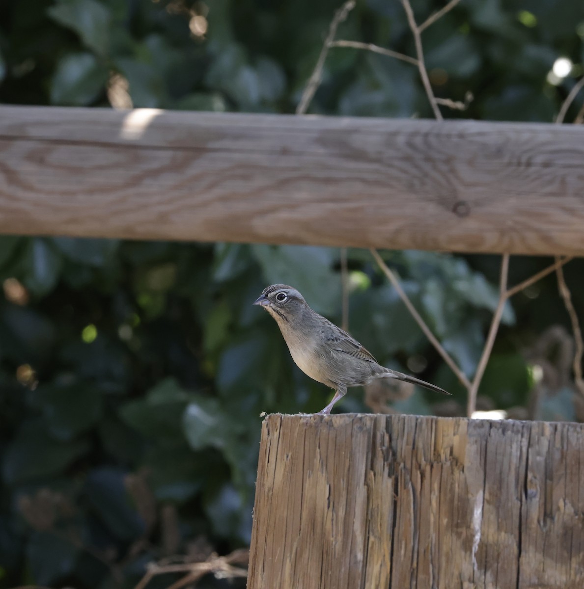 Rufous-crowned Sparrow - J. Breckenridge