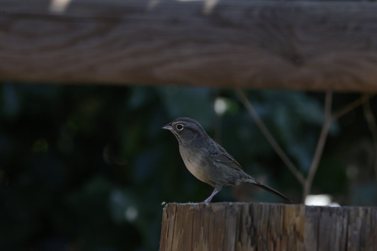 Rufous-crowned Sparrow - ML624108896