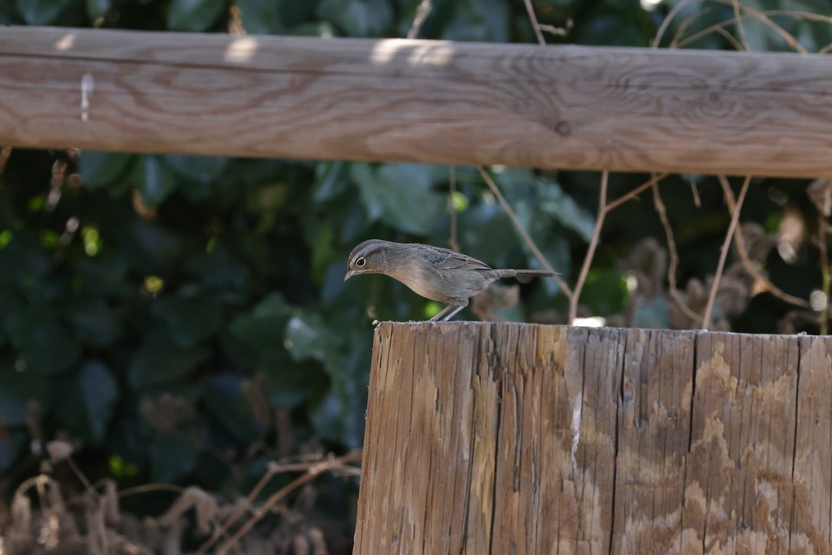 Rufous-crowned Sparrow - ML624108898