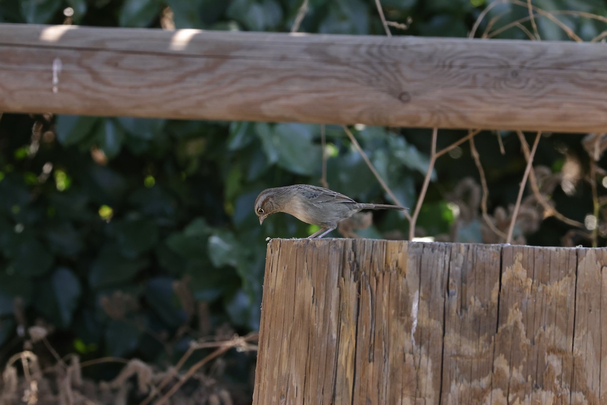 Rufous-crowned Sparrow - ML624108899