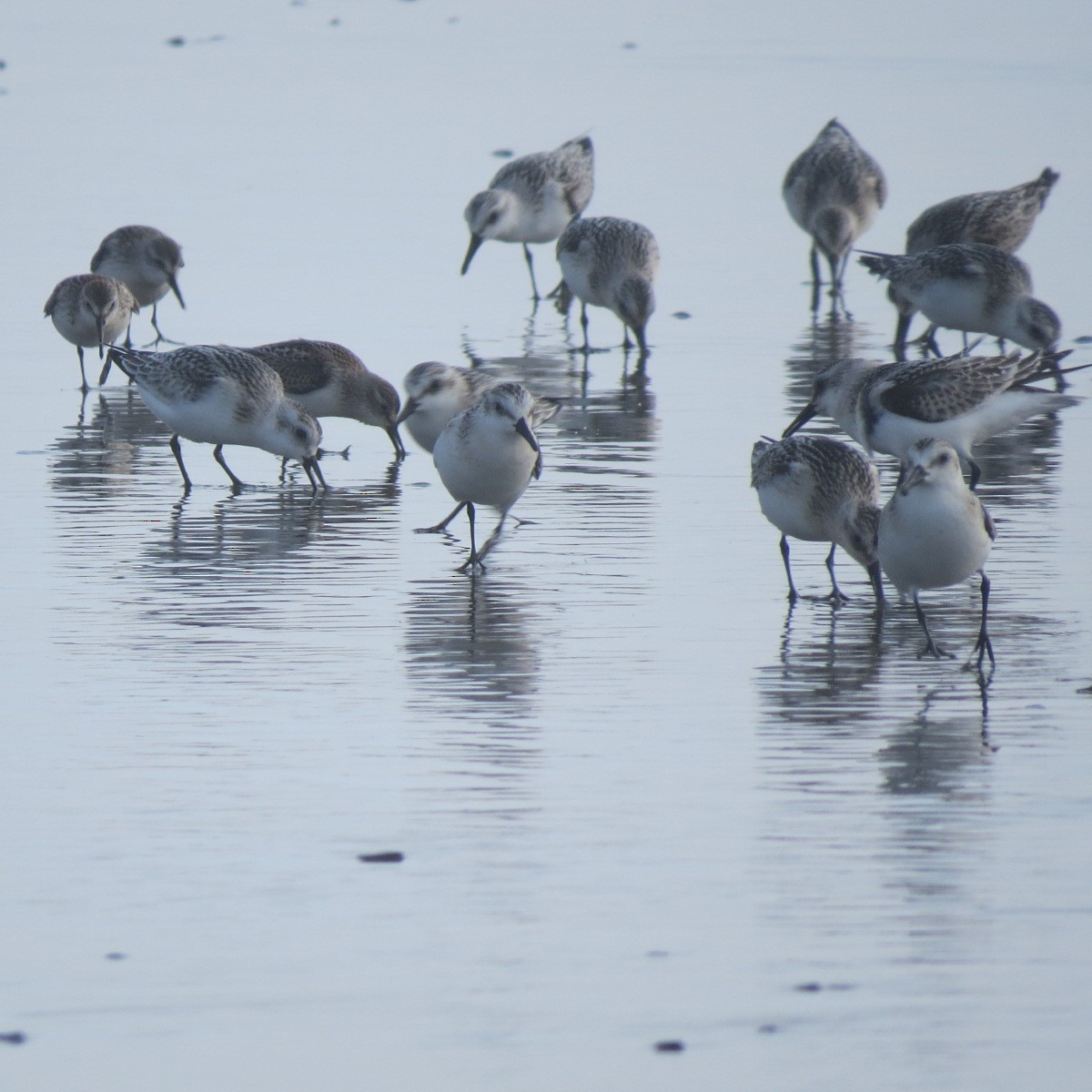 Sanderling - Miranda Kennedy