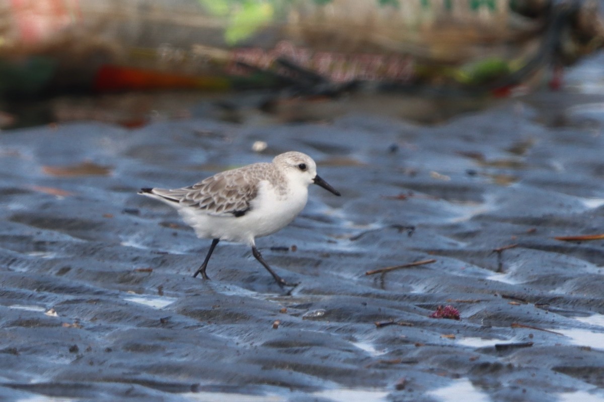 Sanderling - ML624108915