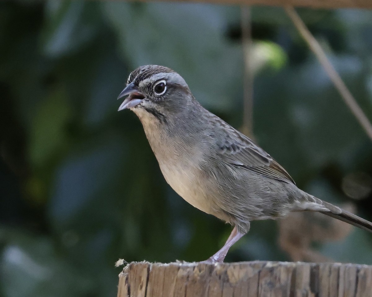 Rufous-crowned Sparrow - ML624108916